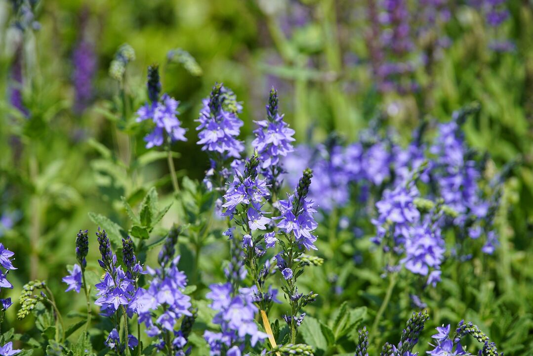Plantă Veronica pentru tratarea ciupercilor