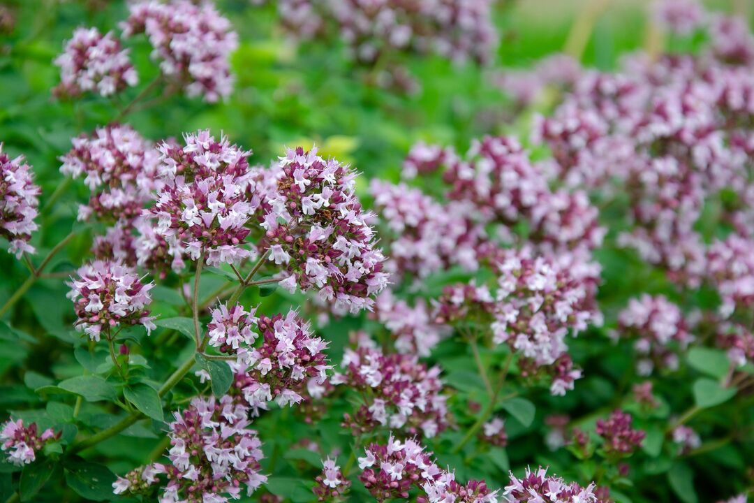 planta de oregano pentru tratamentul candidozei